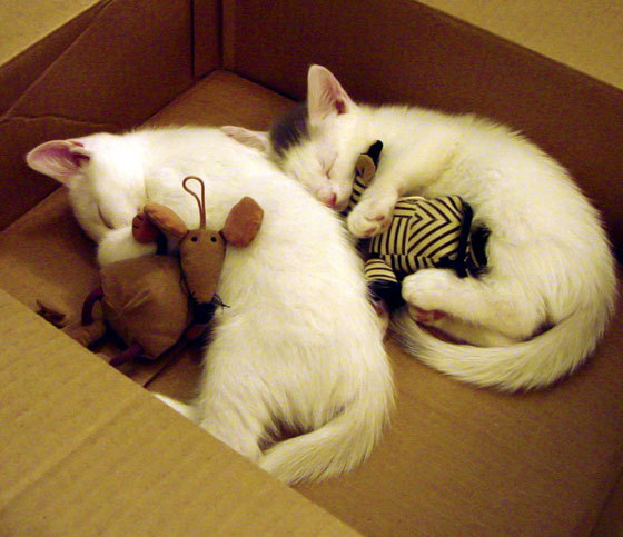 冰与火的对决，范弗利特火焰魔法融化掘金雪山，魔术主场书写逆袭神话