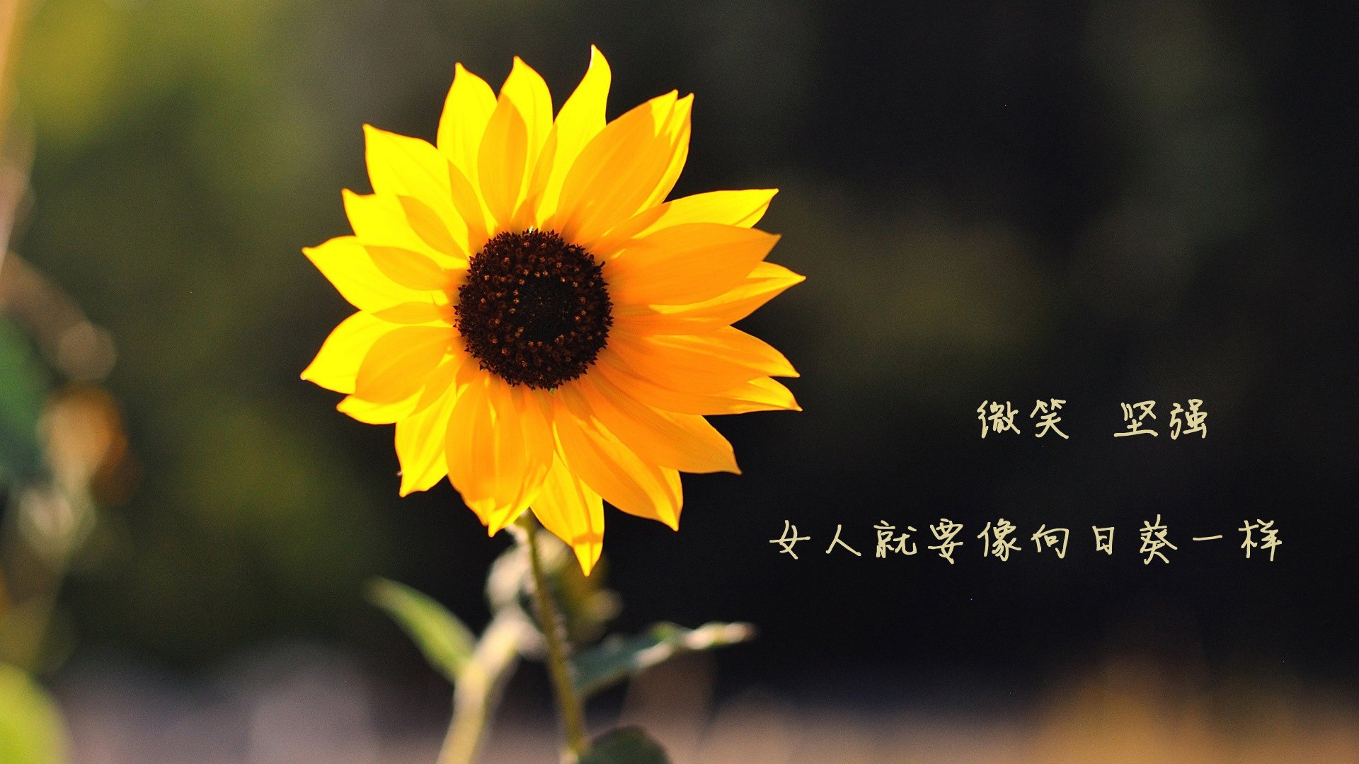 奥运周期关键焦点战，公牛击溃独行侠，国家队选拔序幕拉开