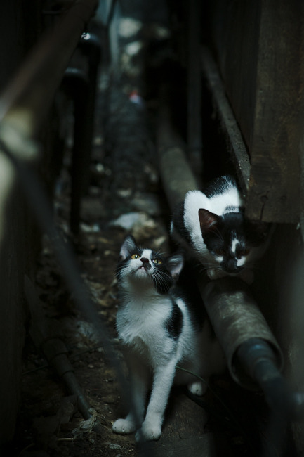 当紫金军团遇见北京鸭，欧文里程碑之夜跨越两大洲的篮球对话